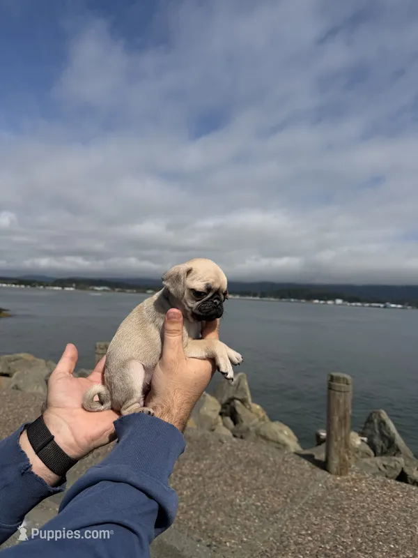 Light Fawn female pug  ready now – Pug puppy for sale in Medford, OR