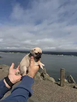 Light Fawn female pug  ready now, a female Pug for sale in Medford, OR – 1 of 9