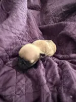 Female fawn pug , a female Pug for sale in Medford, OR – 3 of 5