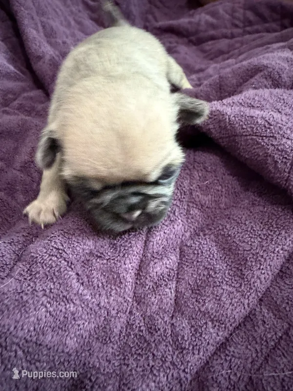 Fawn female pug – Pug puppy for sale in Medford, OR