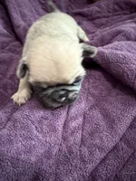 Fawn female pug, a female Pug for sale in Medford, OR – 1 of 1