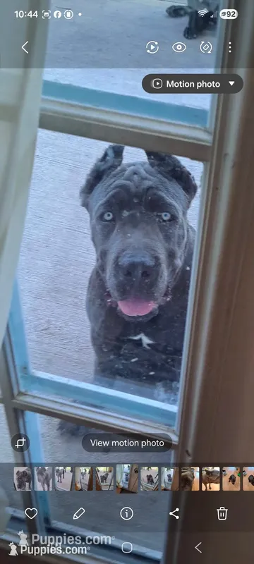 Isis – Cane Corso puppy for sale in Springfield, GA