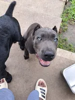 gray, a female Cane Corso for sale in Springfield, GA – 2 of 5