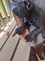 gray, a female Cane Corso for sale in Springfield, GA – 5 of 5