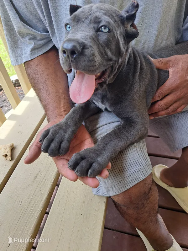 Isis – Cane Corso puppy for sale in Springfield, GA