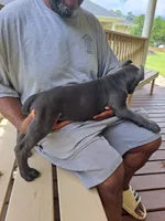 gray, a female Cane Corso for sale in Springfield, GA – 4 of 5