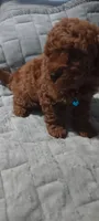 Brookie, a female Poodle - Toy  for sale in Lansdowne, PA – 4 of 6