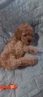 Lady bella Baily, a female Poodle - Toy  for sale in Lansdowne, PA – 9 of 10