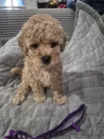 Dior, a female Poodle - Toy  for sale in Lansdowne, PA – 3 of 5