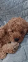 Lady bella Baily, a female Poodle - Toy  for sale in Lansdowne, PA – 8 of 10