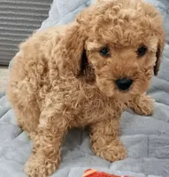 Lady bella Baily, a female Poodle - Toy  for sale in Lansdowne, PA – 4 of 10