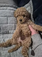Hazel, a female Poodle - Toy  for sale in Lansdowne, PA – 4 of 7