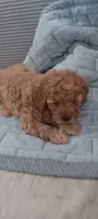 Lady bella Baily, a female Poodle - Toy  for sale in Lansdowne, PA – 5 of 10