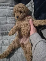 Hazel, a female Poodle - Toy  for sale in Lansdowne, PA – 2 of 7