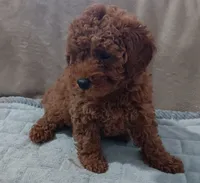 Brookie, a female Poodle - Toy  for sale in Lansdowne, PA – 5 of 6