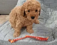 Lady bella Baily, a female Poodle - Toy  for sale in Lansdowne, PA – 2 of 10
