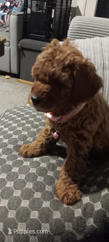 AUTUMN – Poodle - Toy  puppy for sale in Lansdowne, PA