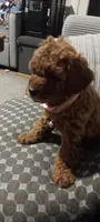 AUTUMN, a female Poodle - Toy  for sale in Lansdowne, PA – 1 of 3