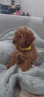 Rose, a female Poodle - Toy  for sale in Lansdowne, PA – 4 of 5