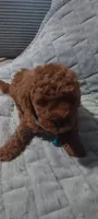 Brookie, a female Poodle - Toy  for sale in Lansdowne, PA – 3 of 6