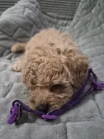Dior, a female Poodle - Toy  for sale in Lansdowne, PA – 4 of 5