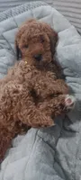 Rose, a female Poodle - Toy  for sale in Lansdowne, PA – 5 of 5
