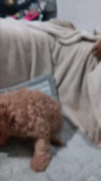 Brookie, a female Poodle - Toy  for sale in Lansdowne, PA – 6 of 6
