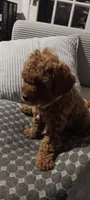 AUTUMN, a female Poodle - Toy  for sale in Lansdowne, PA – 3 of 3