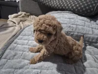 Hazel, a female Poodle - Toy  for sale in Lansdowne, PA – 6 of 7