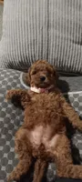 AUTUMN, a female Poodle - Toy  for sale in Lansdowne, PA – 2 of 3