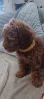 Rose, a female Poodle - Toy  for sale in Lansdowne, PA – 2 of 5