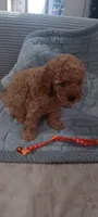 Lady bella Baily, a female Poodle - Toy  for sale in Lansdowne, PA – 6 of 10