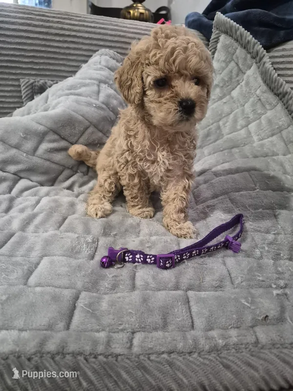 Dior – Poodle - Toy  puppy for sale in Lansdowne, PA