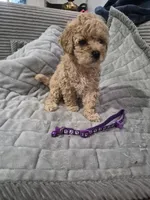 Dior, a female Poodle - Toy  for sale in Lansdowne, PA – 1 of 5
