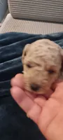 Lucky, a male Poodle - Toy  for sale in Lansdowne, PA – 4 of 4