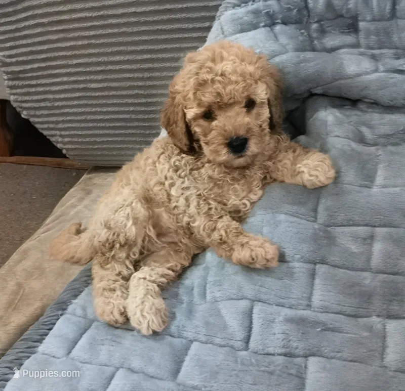 Lady bella Baily – Poodle - Toy  puppy for sale in Lansdowne, PA