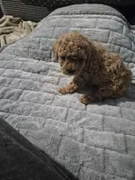 Hazel, a female Poodle - Toy  for sale in Lansdowne, PA – 7 of 7