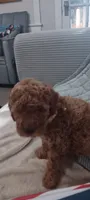 Rose, a female Poodle - Toy  for sale in Lansdowne, PA – 3 of 5