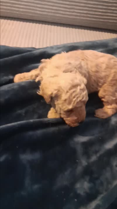 Lucky, a male Poodle - Toy  for sale in Lansdowne, PA – 3 of 4