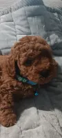 Brookie, a female Poodle - Toy  for sale in Lansdowne, PA – 2 of 6