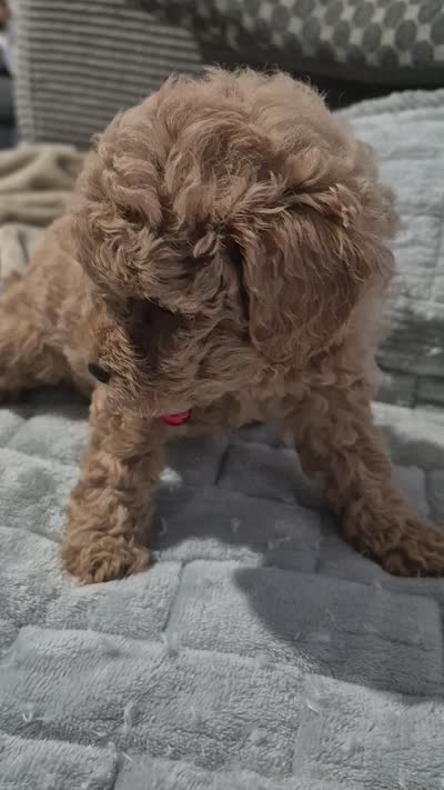 Hazel, a female Poodle - Toy  for sale in Lansdowne, PA – 3 of 7