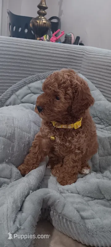 Rose – Poodle - Toy  puppy for sale in Lansdowne, PA