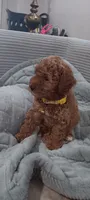 Rose, a female Poodle - Toy  for sale in Lansdowne, PA – 1 of 5