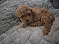 Hazel, a female Poodle - Toy  for sale in Lansdowne, PA – 5 of 7
