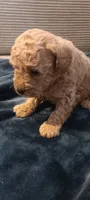 Lucky, a male Poodle - Toy  for sale in Lansdowne, PA – 2 of 4