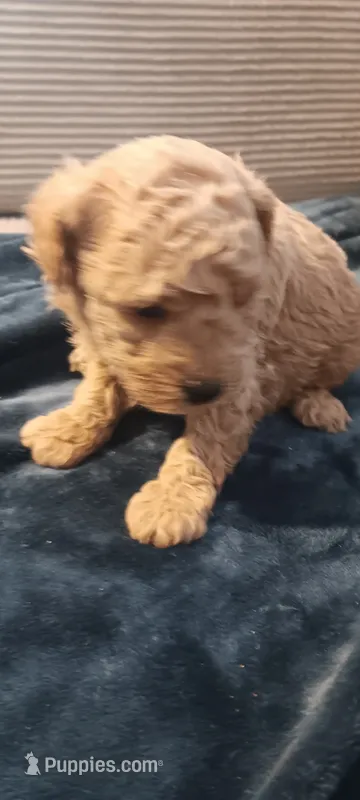 Lucky – Poodle - Toy  puppy for sale in Lansdowne, PA