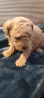 Lucky, a male Poodle - Toy  for sale in Lansdowne, PA – 1 of 4