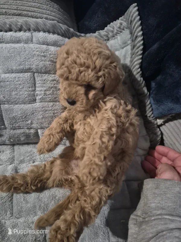 Hazel – Poodle - Toy  puppy for sale in Lansdowne, PA