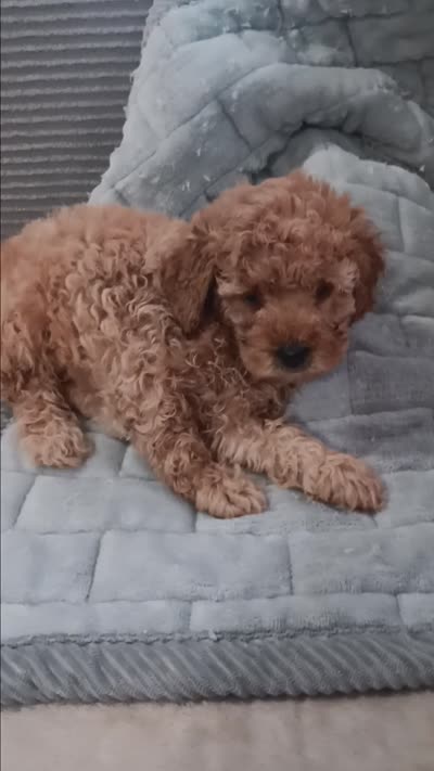 Lady bella Baily, a female Poodle - Toy  for sale in Lansdowne, PA – 10 of 10