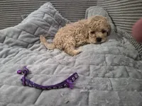 Dior, a female Poodle - Toy  for sale in Lansdowne, PA – 2 of 5